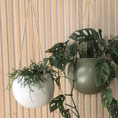 Potted Orbit Hanging Planter - Jade | Koop.co.nz